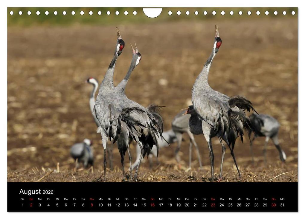 Weitere Ansicht: Kraniche (Wandkalender 2026 DIN A4 quer), CALVENDO Monatskalender | Martin Wenner, Calvendo