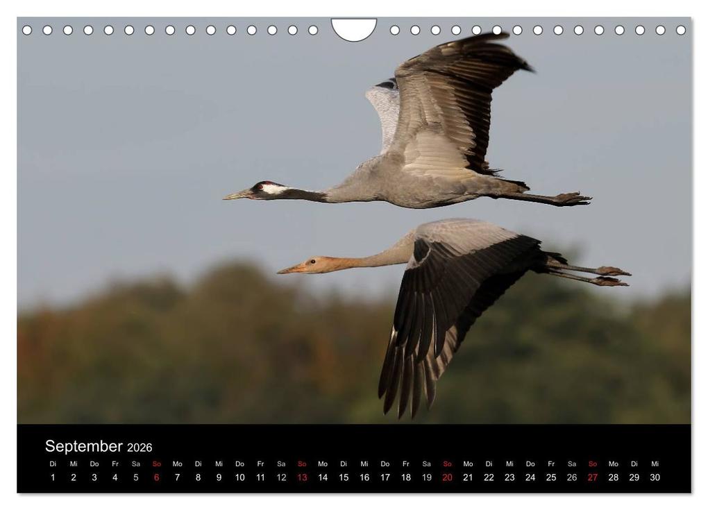 Weitere Ansicht: Kraniche (Wandkalender 2026 DIN A4 quer), CALVENDO Monatskalender | Martin Wenner, Calvendo