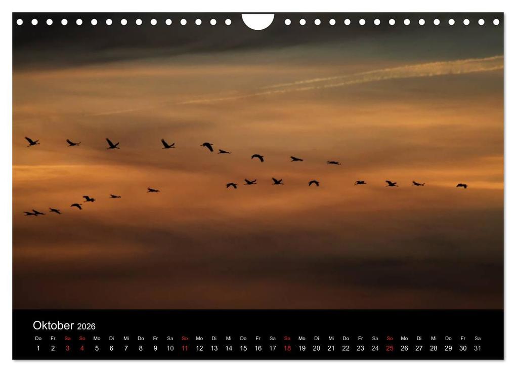 Weitere Ansicht: Kraniche (Wandkalender 2026 DIN A4 quer), CALVENDO Monatskalender | Martin Wenner, Calvendo