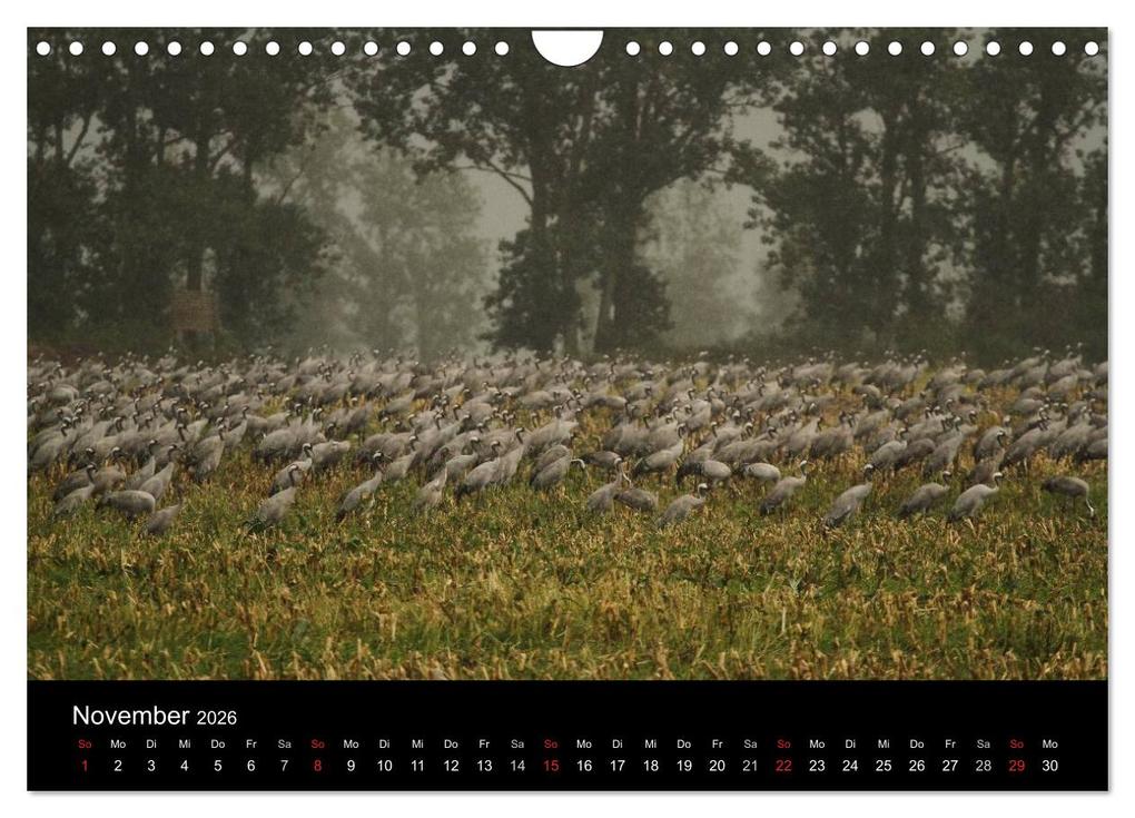 Weitere Ansicht: Kraniche (Wandkalender 2026 DIN A4 quer), CALVENDO Monatskalender | Martin Wenner, Calvendo