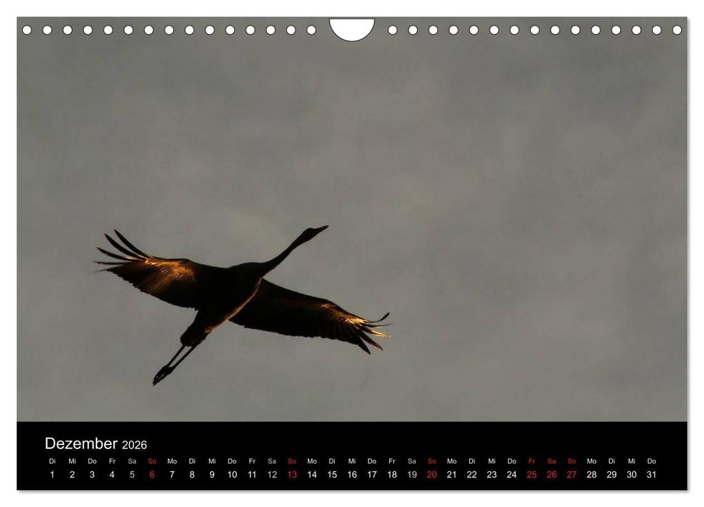 Weitere Ansicht: Kraniche (Wandkalender 2026 DIN A4 quer), CALVENDO Monatskalender | Martin Wenner, Calvendo