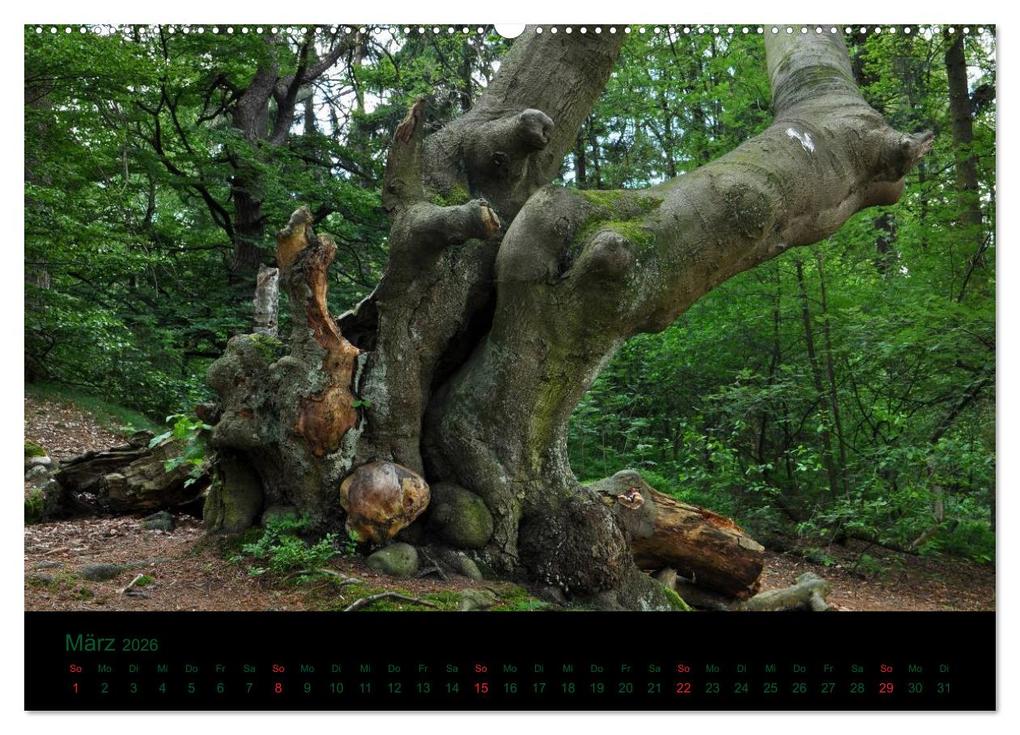 Weitere Ansicht: Baumgeflüster (Wandkalender 2026 DIN A2 quer), CALVENDO Monatskalender | Uwe Wittbrock, Calvendo