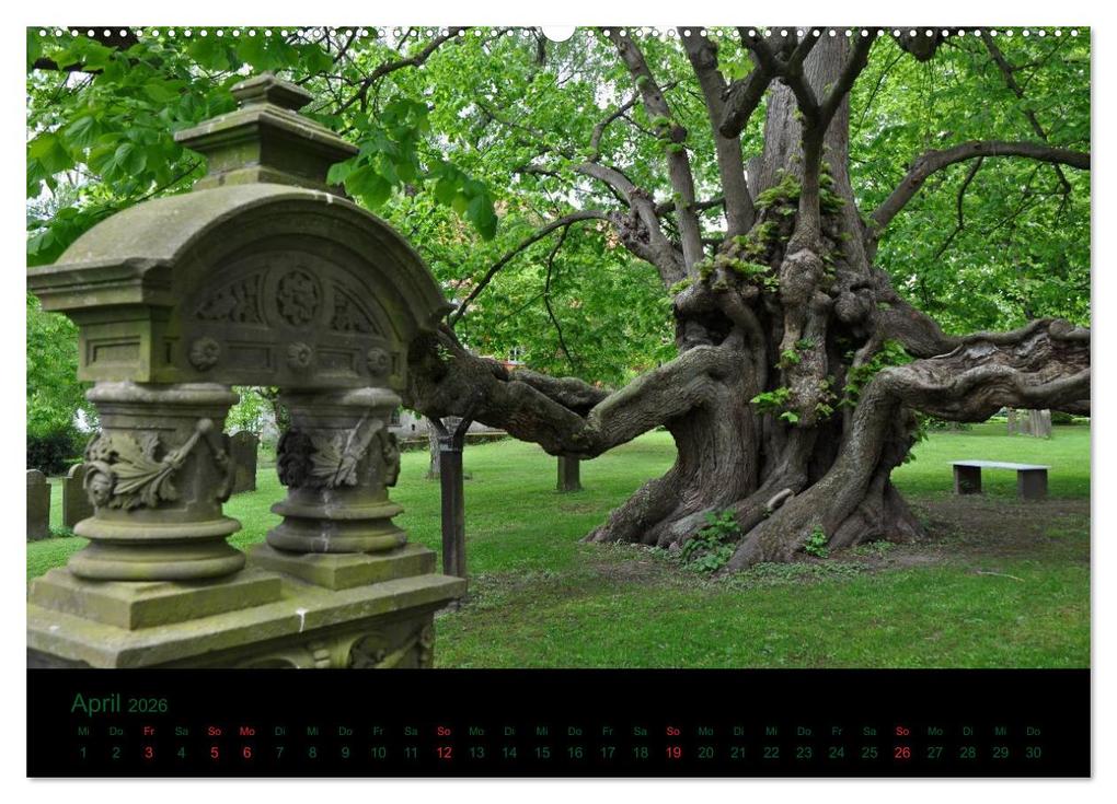 Weitere Ansicht: Baumgeflüster (Wandkalender 2026 DIN A2 quer), CALVENDO Monatskalender | Uwe Wittbrock, Calvendo