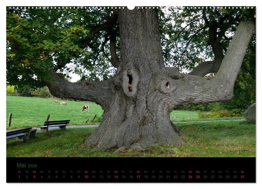 Weitere Ansicht: Baumgeflüster (Wandkalender 2026 DIN A2 quer), CALVENDO Monatskalender | Uwe Wittbrock, Calvendo