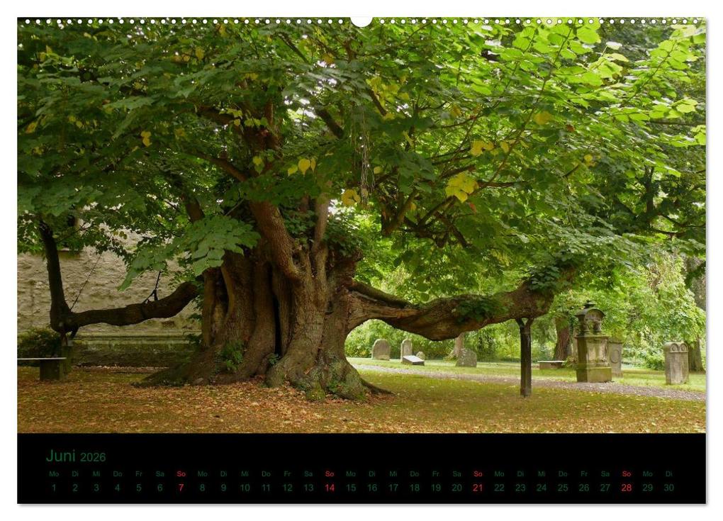 Weitere Ansicht: Baumgeflüster (Wandkalender 2026 DIN A2 quer), CALVENDO Monatskalender | Uwe Wittbrock, Calvendo