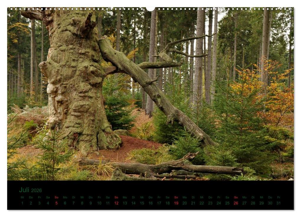 Weitere Ansicht: Baumgeflüster (Wandkalender 2026 DIN A2 quer), CALVENDO Monatskalender | Uwe Wittbrock, Calvendo