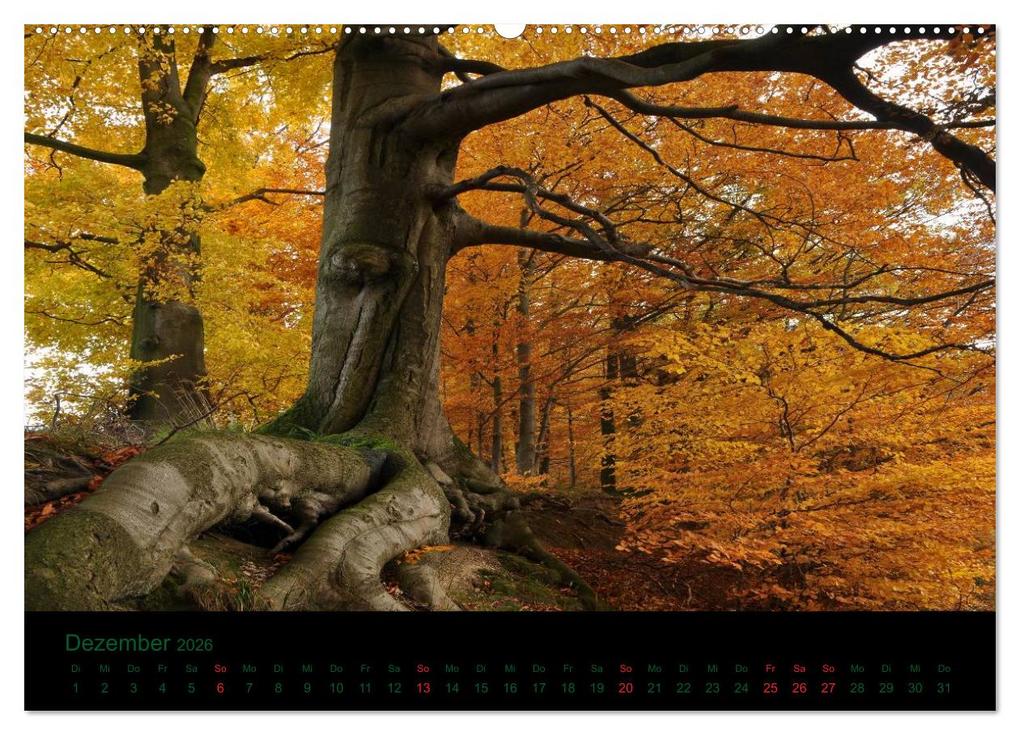 Weitere Ansicht: Baumgeflüster (Wandkalender 2026 DIN A2 quer), CALVENDO Monatskalender | Uwe Wittbrock, Calvendo
