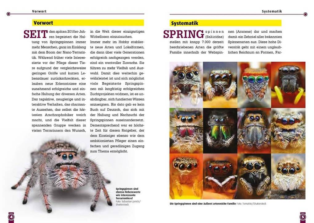 Weitere Ansicht: Springspinnen | Tim L. Heller, Tanja Matzeck