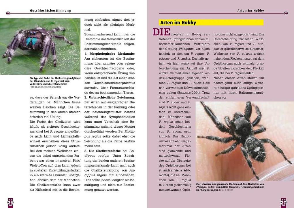 Weitere Ansicht: Springspinnen | Tim L. Heller, Tanja Matzeck