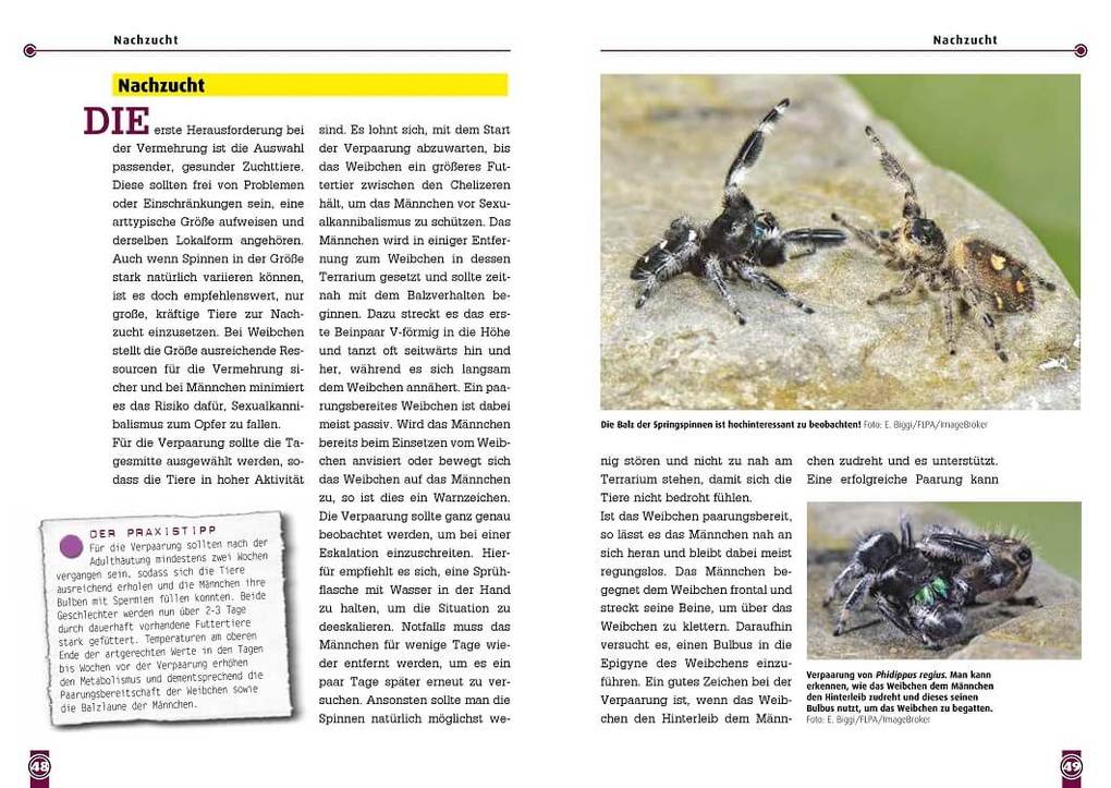 Weitere Ansicht: Springspinnen | Tim L. Heller, Tanja Matzeck