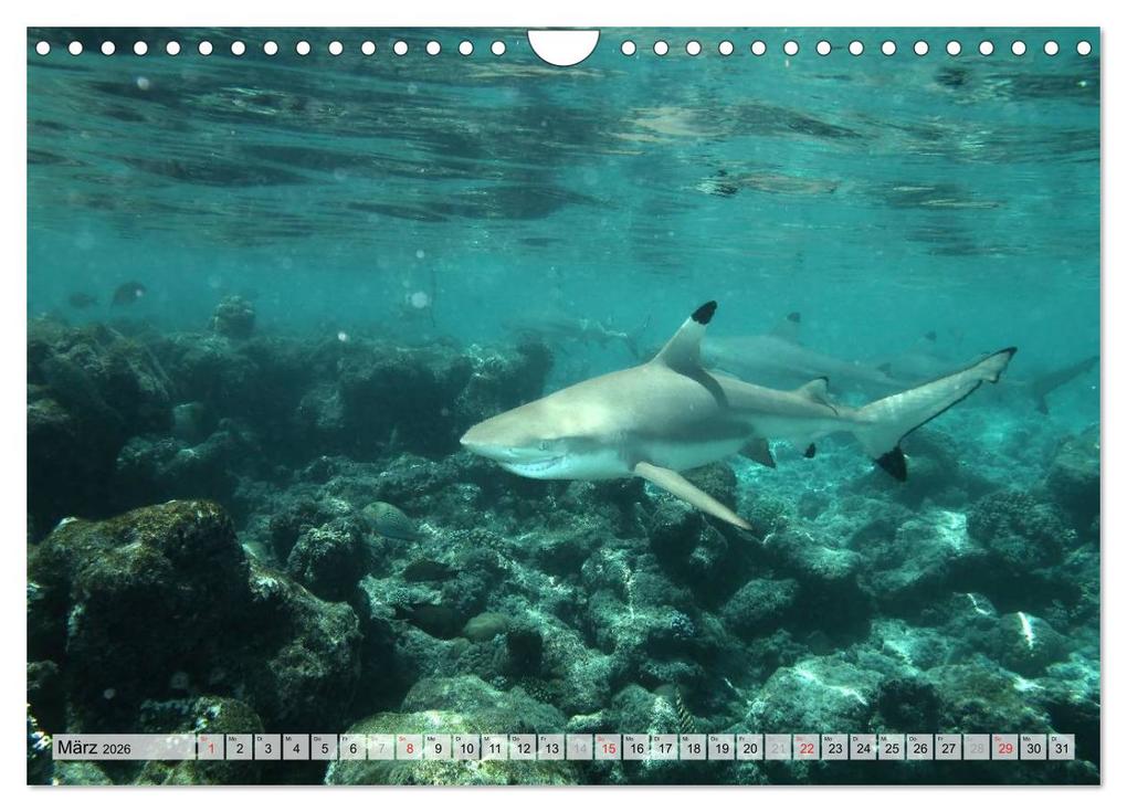 Weitere Ansicht: MALEDIVEN (Wandkalender 2026 DIN A4 quer), CALVENDO Monatskalender | www.bild-erzaehler.com, Thomas Herzog, Calvendo