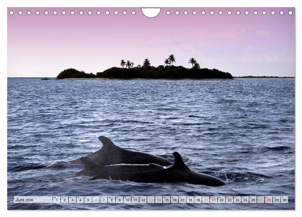 Weitere Ansicht: MALEDIVEN (Wandkalender 2026 DIN A4 quer), CALVENDO Monatskalender | www.bild-erzaehler.com, Thomas Herzog, Calvendo