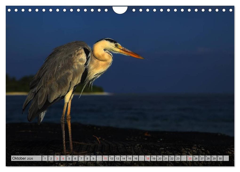 Weitere Ansicht: MALEDIVEN (Wandkalender 2026 DIN A4 quer), CALVENDO Monatskalender | www.bild-erzaehler.com, Thomas Herzog, Calvendo