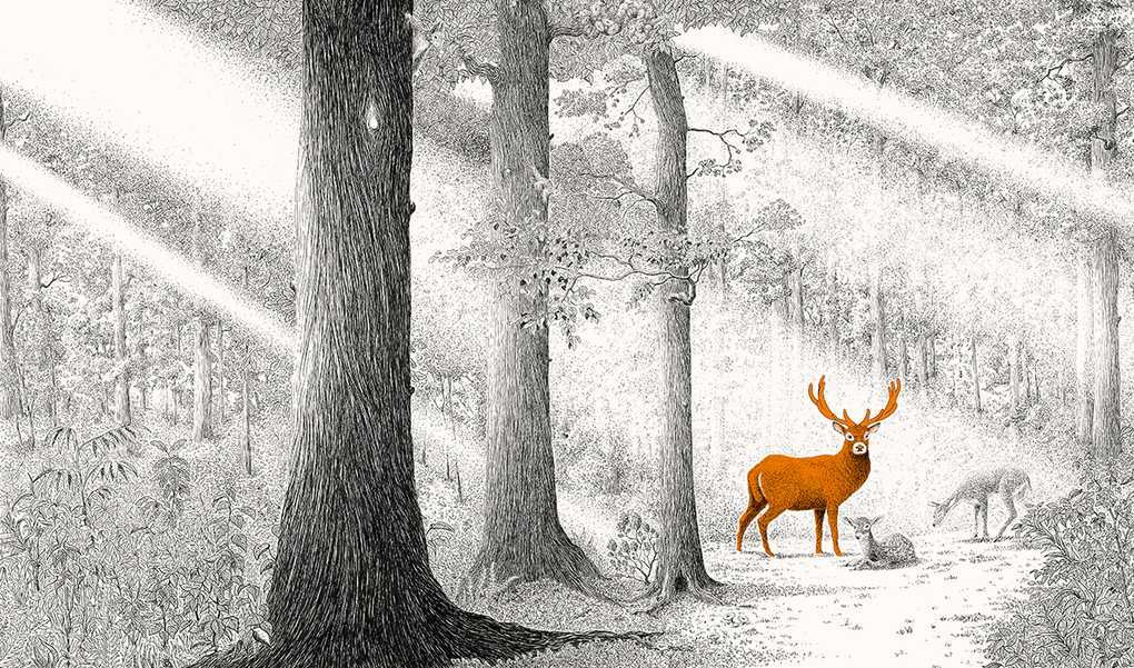 Weitere Ansicht: Versteckt im Wald | Philippe Jalbert