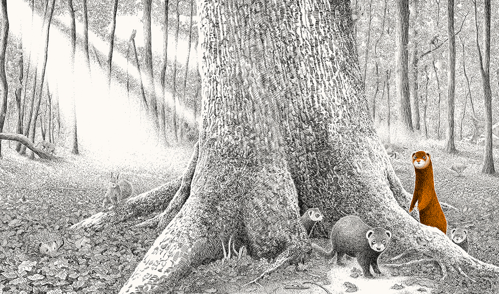 Weitere Ansicht: Versteckt im Wald | Philippe Jalbert