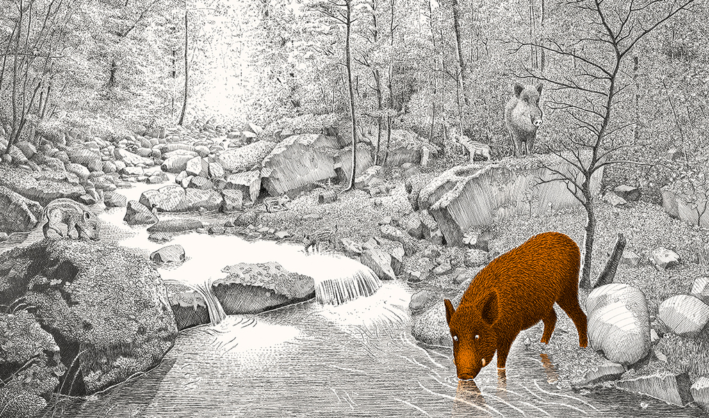 Weitere Ansicht: Versteckt im Wald | Philippe Jalbert