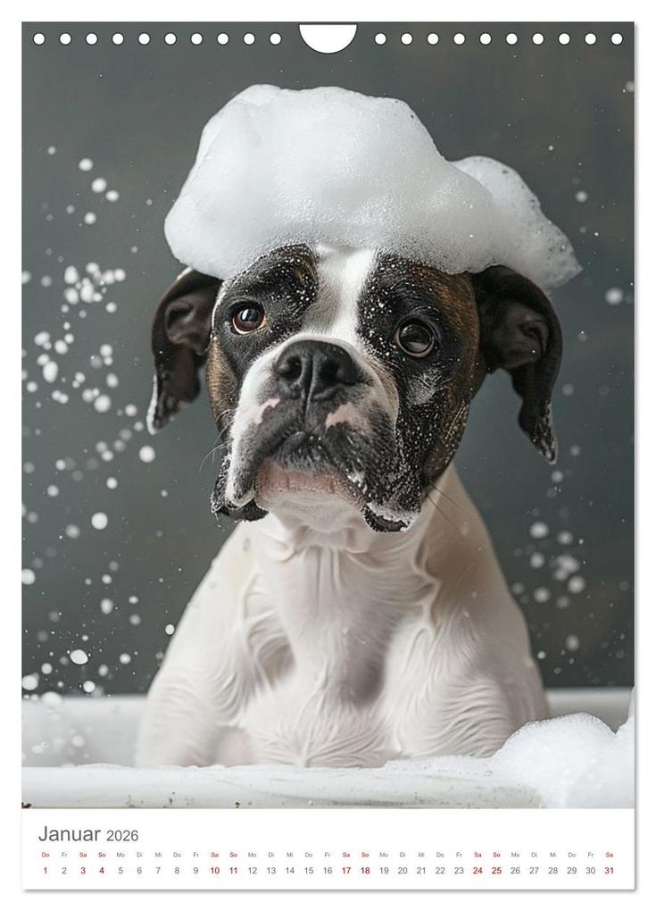 Weitere Ansicht: Boxer - Liebenswerte Kasperköpfe (Wandkalender 2026 DIN A4 hoch), CALVENDO Monatskalender | Calvendo, Cathrin Illgen