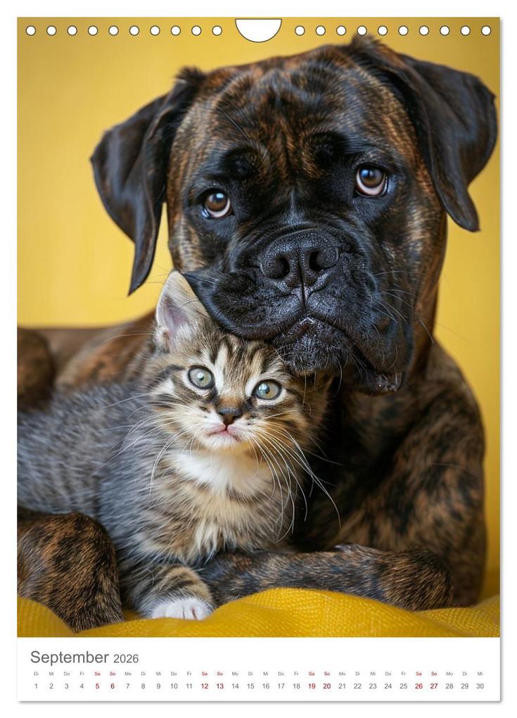 Weitere Ansicht: Boxer - Liebenswerte Kasperköpfe (Wandkalender 2026 DIN A4 hoch), CALVENDO Monatskalender | Calvendo, Cathrin Illgen