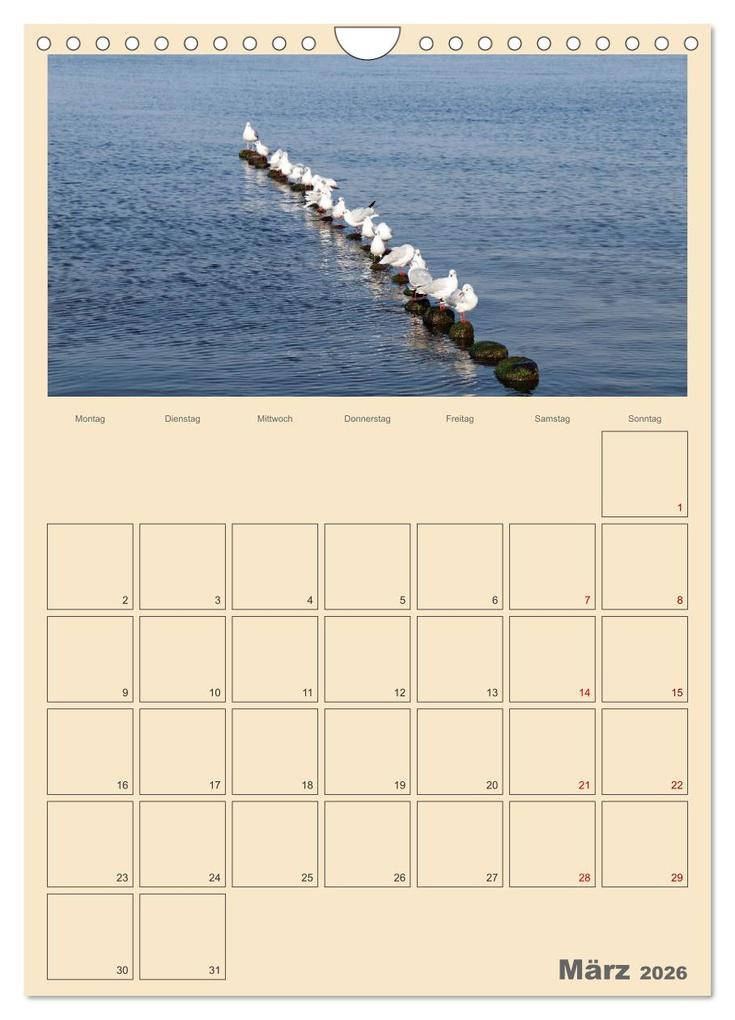 Weitere Ansicht: Usedom Ostsee - Terminplaner (Wandkalender 2026 DIN A4 hoch), CALVENDO Monatskalender | Denise Graupner, Calvendo