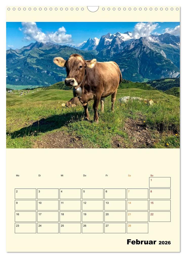 Weitere Ansicht: Glückliche Bergkühe (Wandkalender 2026 DIN A3 hoch), CALVENDO Monatskalender | Peter Roder, Calvendo