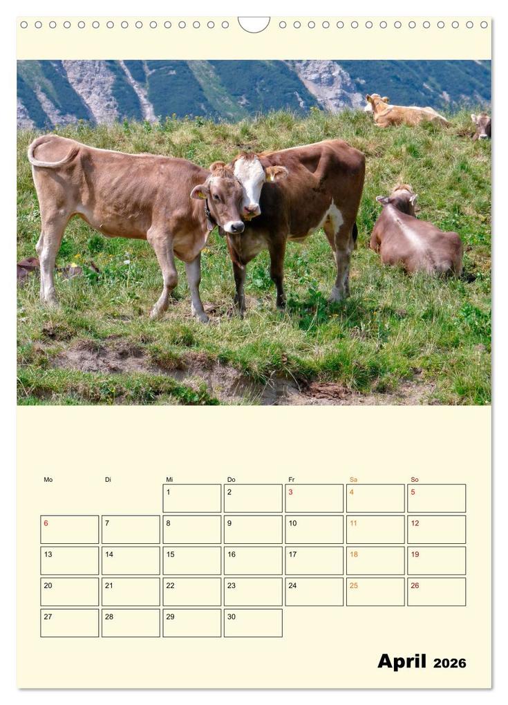 Weitere Ansicht: Glückliche Bergkühe (Wandkalender 2026 DIN A3 hoch), CALVENDO Monatskalender | Peter Roder, Calvendo