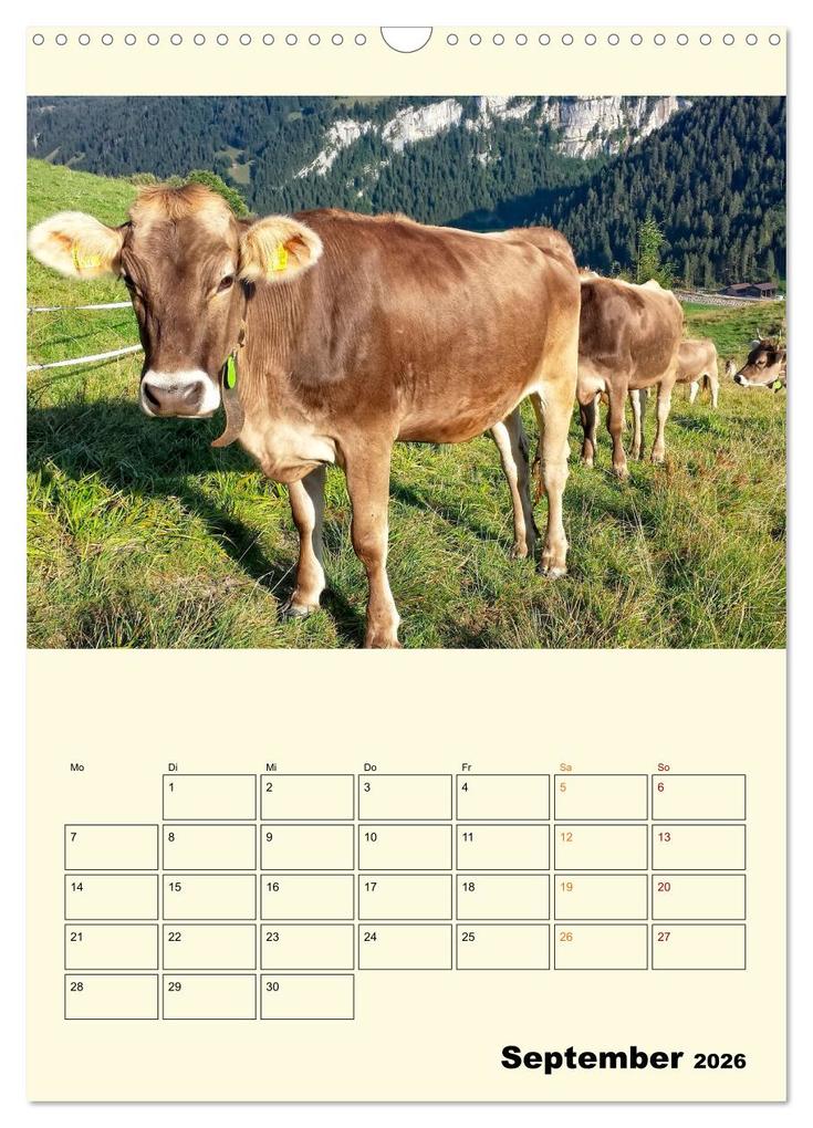 Weitere Ansicht: Glückliche Bergkühe (Wandkalender 2026 DIN A3 hoch), CALVENDO Monatskalender | Peter Roder, Calvendo
