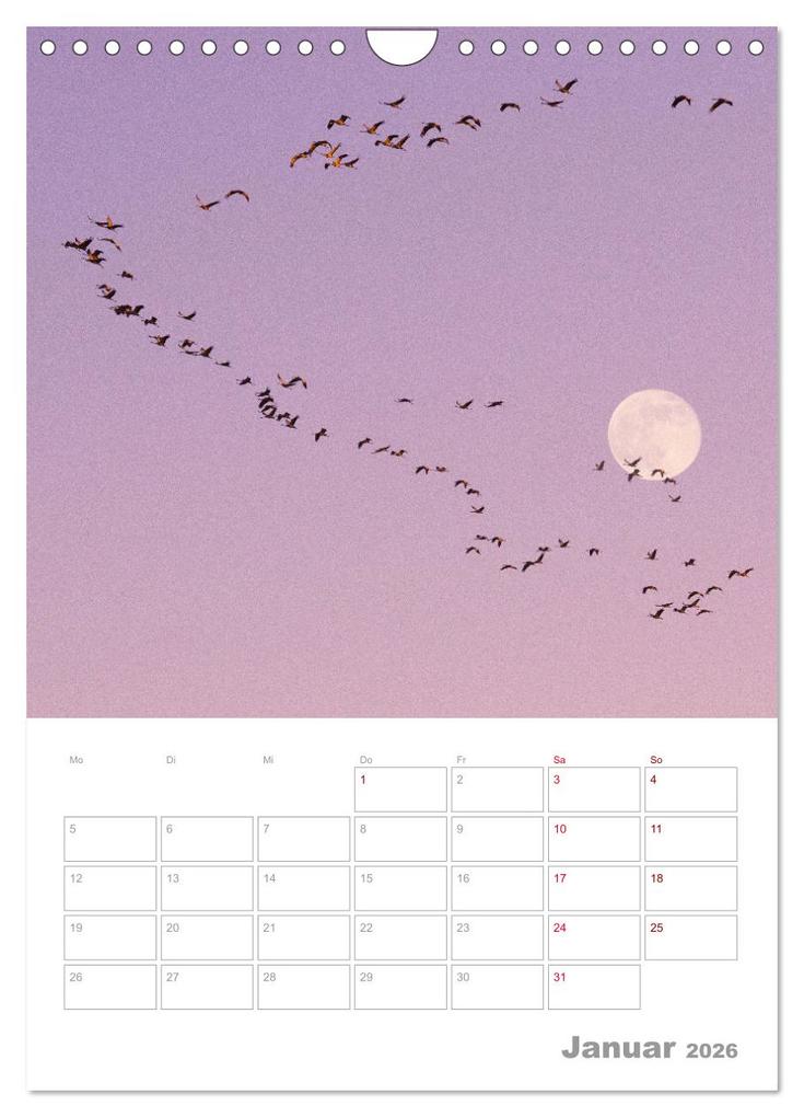 Weitere Ansicht: VOLLMOND-Planer - Im Licht der Nacht (Wandkalender 2026 DIN A4 hoch), CALVENDO Monatskalender | Globe VISUAL, Calvendo