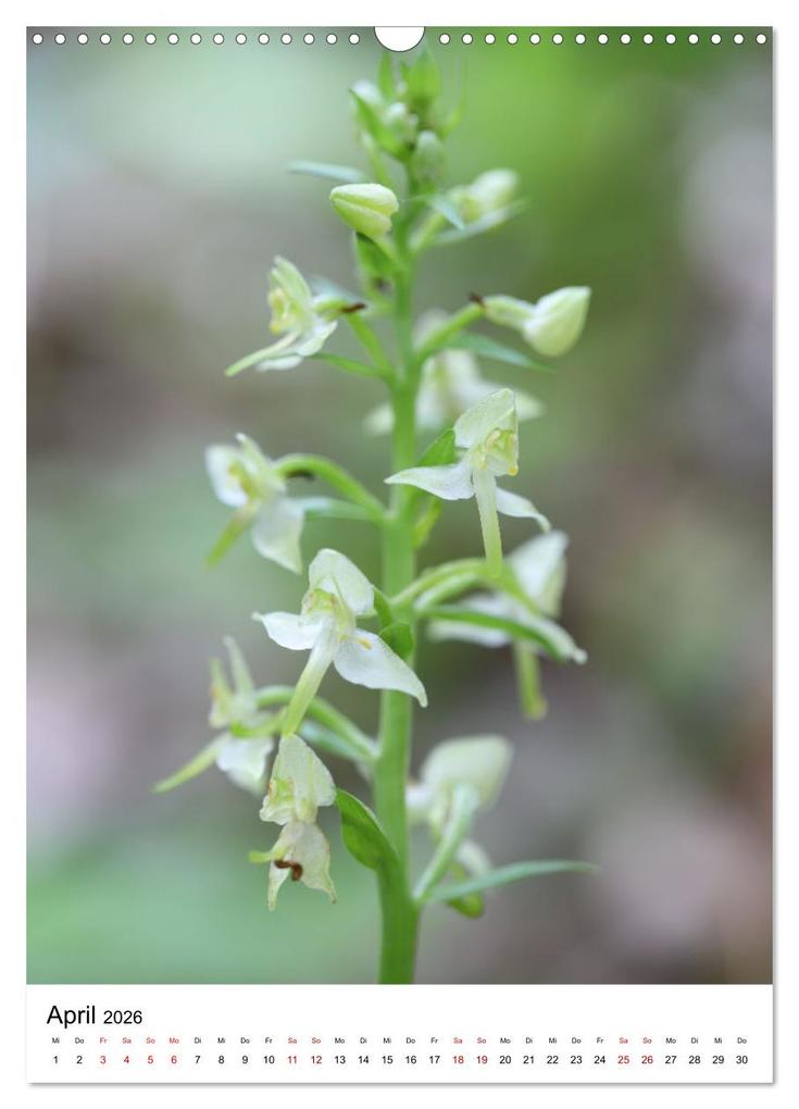 Weitere Ansicht: Thüringer Schätze (Wandkalender 2026 DIN A3 hoch), CALVENDO Monatskalender | Bernd Sprenger, Calvendo