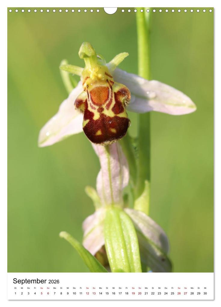 Weitere Ansicht: Thüringer Schätze (Wandkalender 2026 DIN A3 hoch), CALVENDO Monatskalender | Bernd Sprenger, Calvendo
