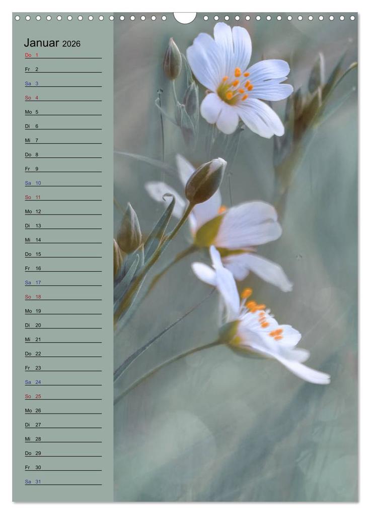 Weitere Ansicht: Pastell-Zauber (Wandkalender 2026 DIN A3 hoch), CALVENDO Monatskalender | Caros Foto Linse, Calvendo