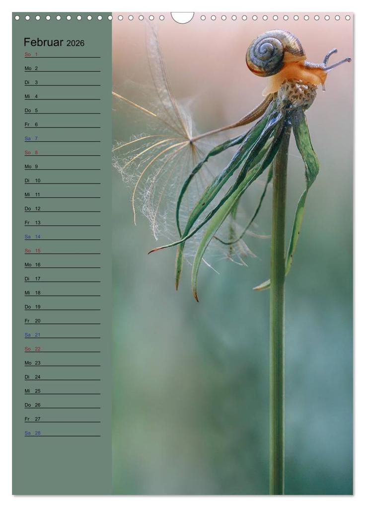 Weitere Ansicht: Pastell-Zauber (Wandkalender 2026 DIN A3 hoch), CALVENDO Monatskalender | Caros Foto Linse, Calvendo