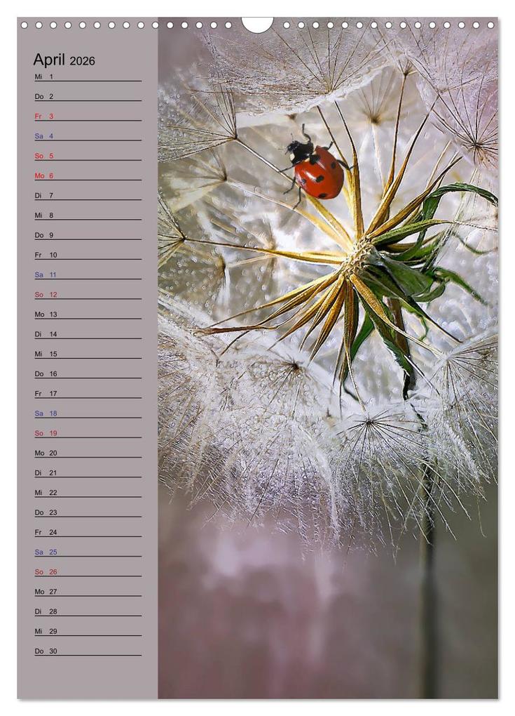 Weitere Ansicht: Pastell-Zauber (Wandkalender 2026 DIN A3 hoch), CALVENDO Monatskalender | Caros Foto Linse, Calvendo