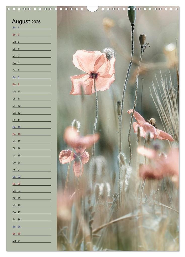 Weitere Ansicht: Pastell-Zauber (Wandkalender 2026 DIN A3 hoch), CALVENDO Monatskalender | Caros Foto Linse, Calvendo