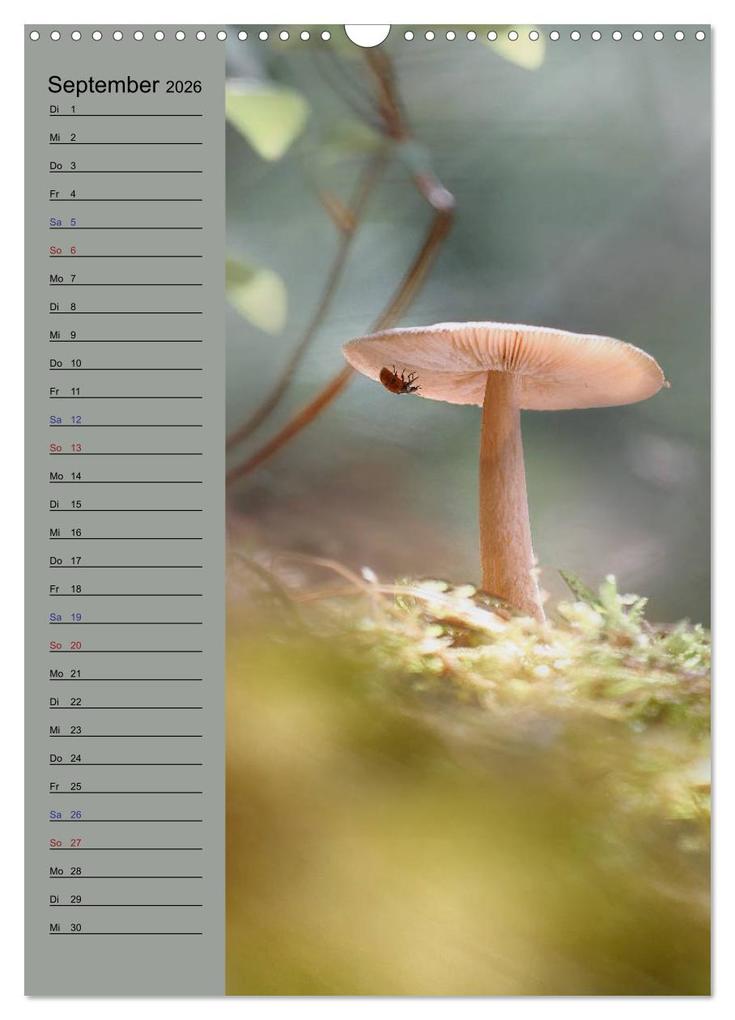 Weitere Ansicht: Pastell-Zauber (Wandkalender 2026 DIN A3 hoch), CALVENDO Monatskalender | Caros Foto Linse, Calvendo