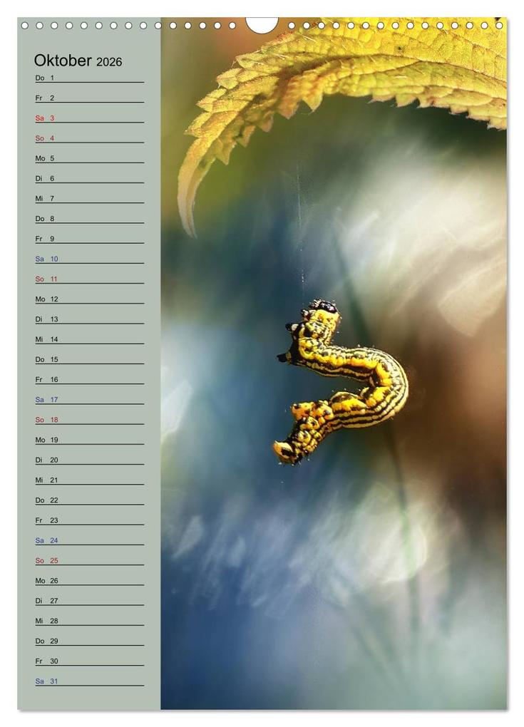 Weitere Ansicht: Pastell-Zauber (Wandkalender 2026 DIN A3 hoch), CALVENDO Monatskalender | Caros Foto Linse, Calvendo