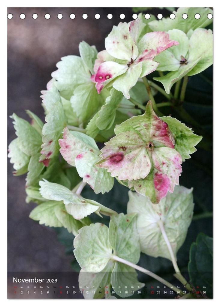 Weitere Ansicht: Ferien im Garten (Tischkalender 2026 DIN A5 hoch), CALVENDO Monatskalender | Gisela Kruse, Calvendo