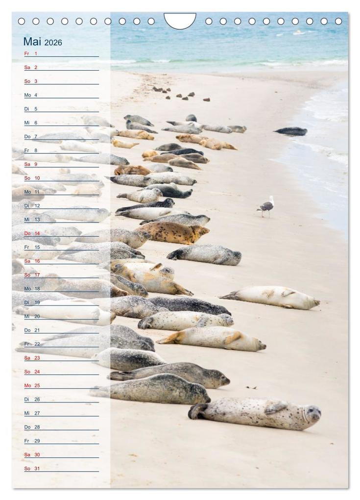 Weitere Ansicht: Maritim - Geburtstagskalender (Wandkalender 2026 DIN A4 hoch), CALVENDO Monatskalender | Carola Vahldiek, Calvendo