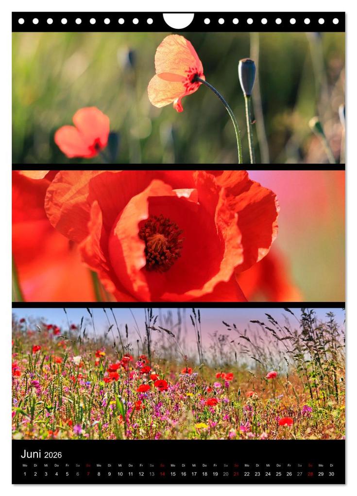 Weitere Ansicht: Bezaubernde Farben der Natur (Wandkalender 2026 DIN A4 hoch), CALVENDO Monatskalender | Sabine Löwer, Calvendo