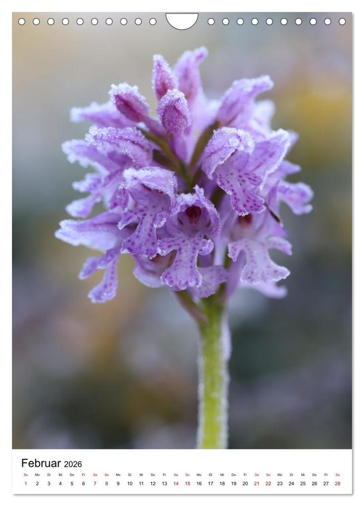 Weitere Ansicht: Thüringer Schätze (Wandkalender 2026 DIN A4 hoch), CALVENDO Monatskalender | Bernd Sprenger, Calvendo