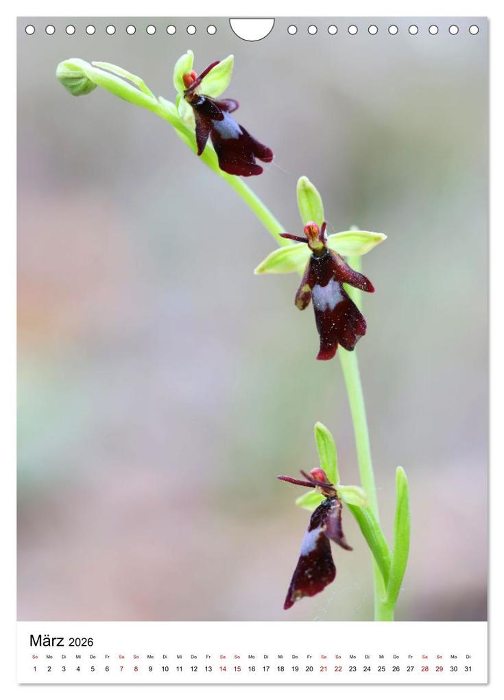 Weitere Ansicht: Thüringer Schätze (Wandkalender 2026 DIN A4 hoch), CALVENDO Monatskalender | Bernd Sprenger, Calvendo
