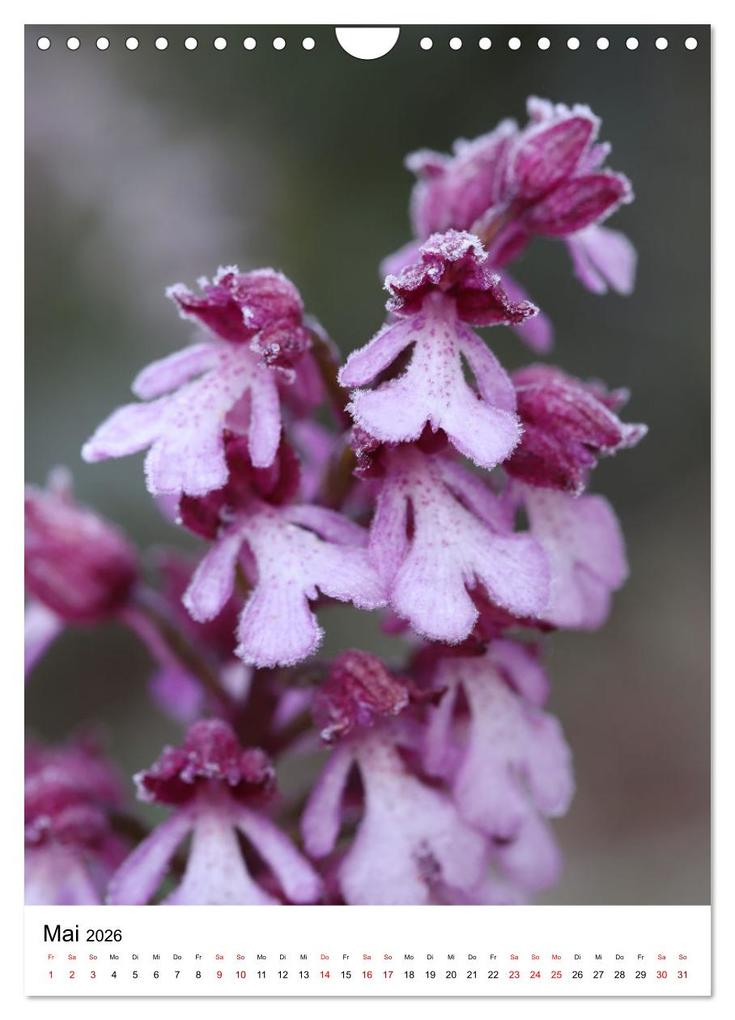 Weitere Ansicht: Thüringer Schätze (Wandkalender 2026 DIN A4 hoch), CALVENDO Monatskalender | Bernd Sprenger, Calvendo