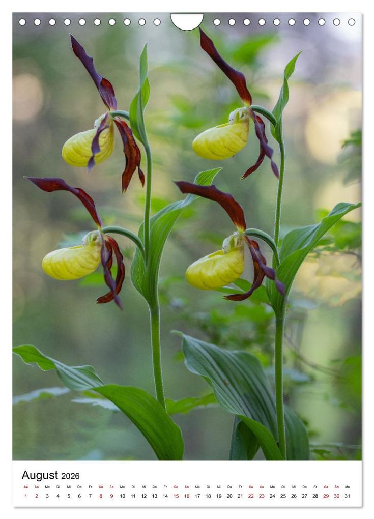 Weitere Ansicht: Thüringer Schätze (Wandkalender 2026 DIN A4 hoch), CALVENDO Monatskalender | Bernd Sprenger, Calvendo