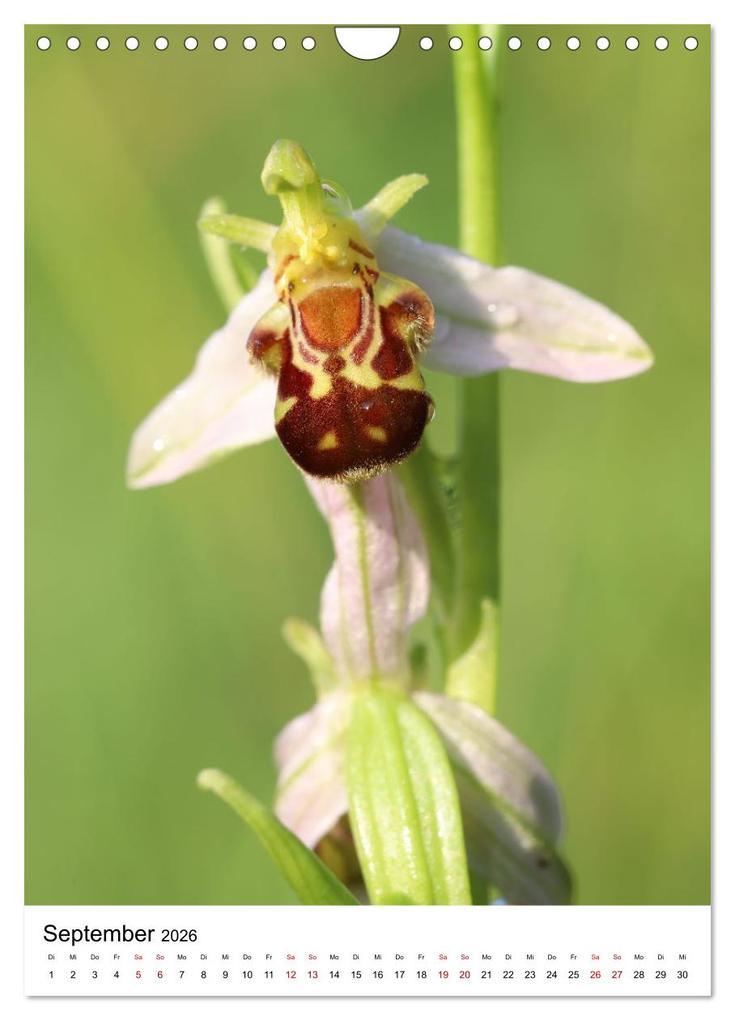 Weitere Ansicht: Thüringer Schätze (Wandkalender 2026 DIN A4 hoch), CALVENDO Monatskalender | Bernd Sprenger, Calvendo