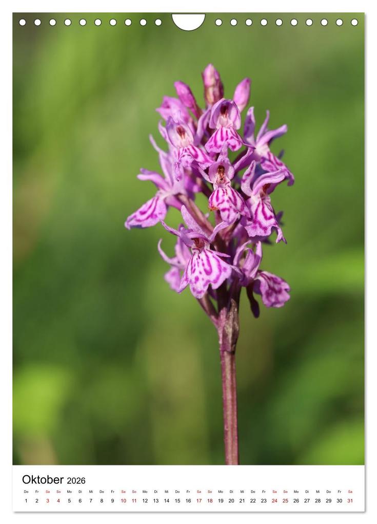 Weitere Ansicht: Thüringer Schätze (Wandkalender 2026 DIN A4 hoch), CALVENDO Monatskalender | Bernd Sprenger, Calvendo