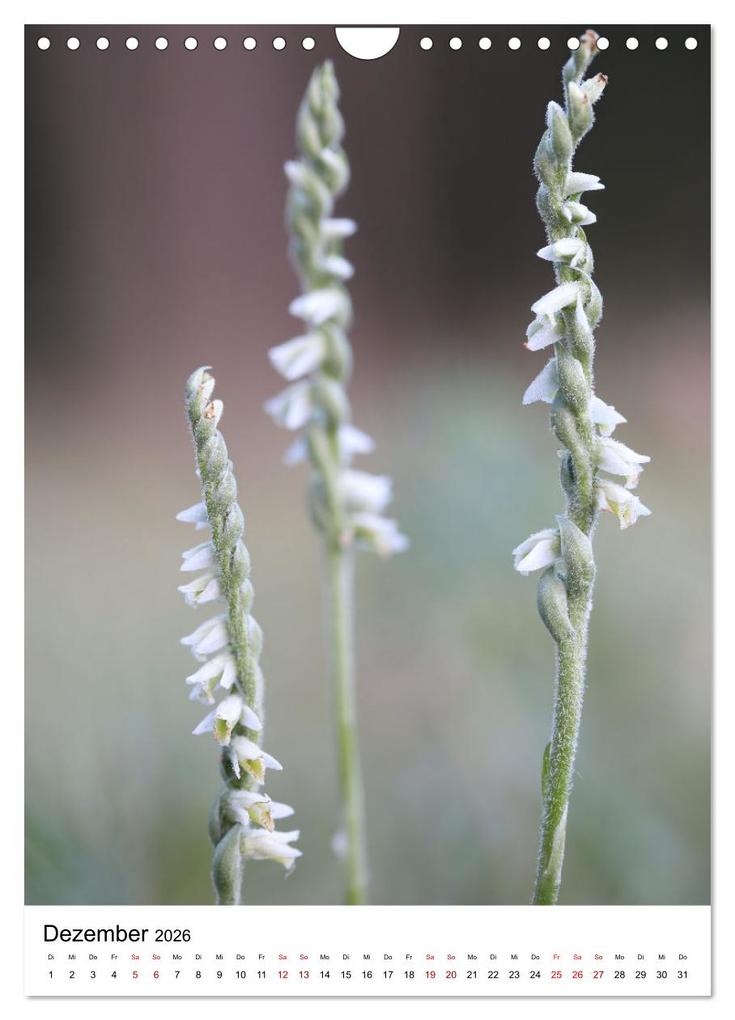Weitere Ansicht: Thüringer Schätze (Wandkalender 2026 DIN A4 hoch), CALVENDO Monatskalender | Bernd Sprenger, Calvendo