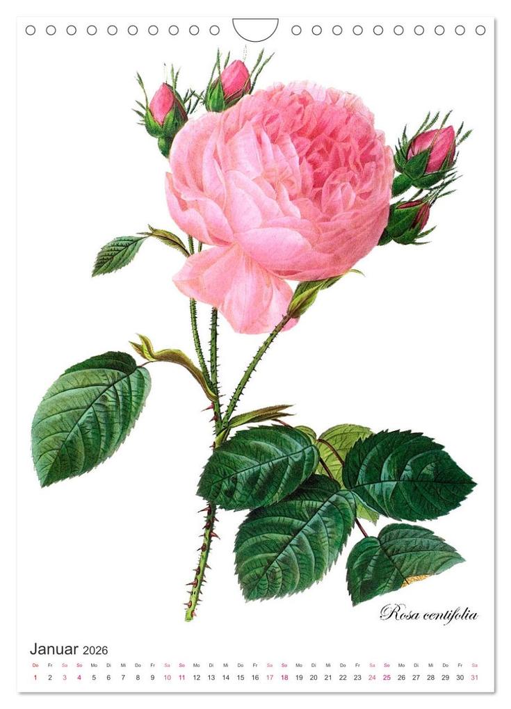 Weitere Ansicht: Rosen-Jahr (Wandkalender 2026 DIN A4 hoch), CALVENDO Monatskalender | bilwissedition, Layout: Babette Reek, Calvendo