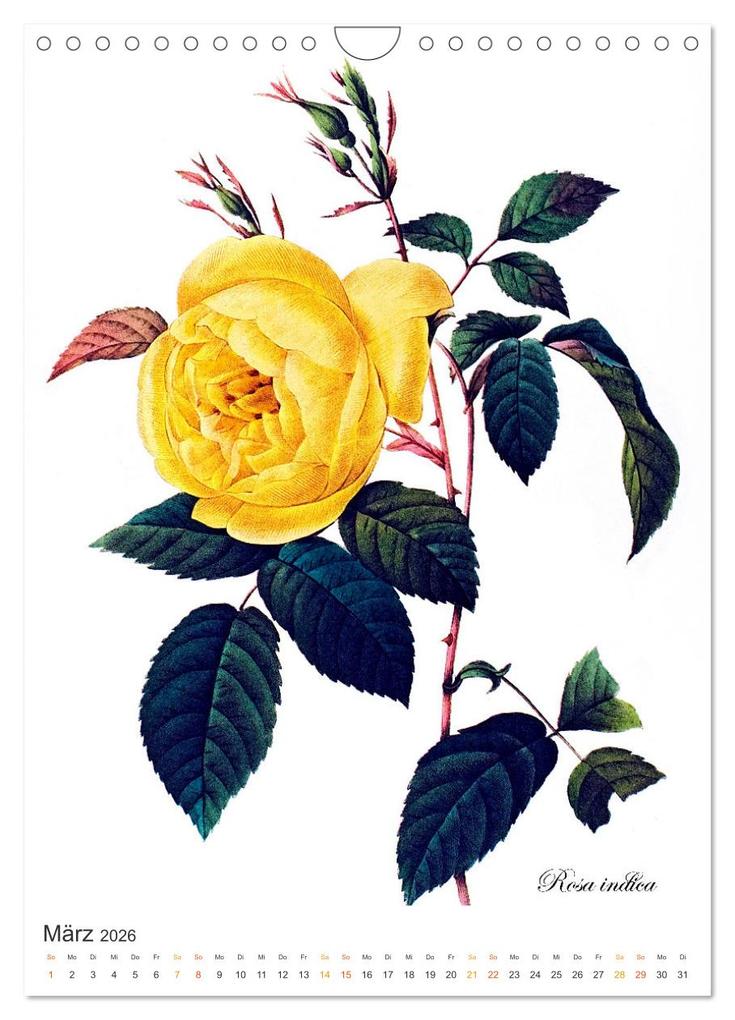 Weitere Ansicht: Rosen-Jahr (Wandkalender 2026 DIN A4 hoch), CALVENDO Monatskalender | bilwissedition, Layout: Babette Reek, Calvendo