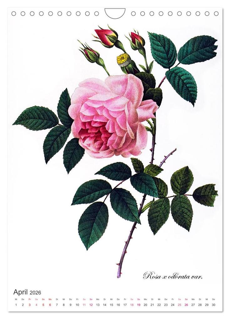 Weitere Ansicht: Rosen-Jahr (Wandkalender 2026 DIN A4 hoch), CALVENDO Monatskalender | bilwissedition, Layout: Babette Reek, Calvendo