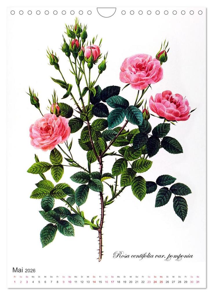 Weitere Ansicht: Rosen-Jahr (Wandkalender 2026 DIN A4 hoch), CALVENDO Monatskalender | bilwissedition, Layout: Babette Reek, Calvendo