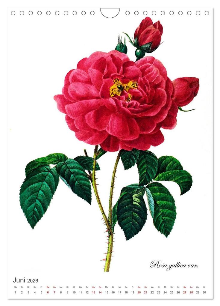 Weitere Ansicht: Rosen-Jahr (Wandkalender 2026 DIN A4 hoch), CALVENDO Monatskalender | bilwissedition, Layout: Babette Reek, Calvendo